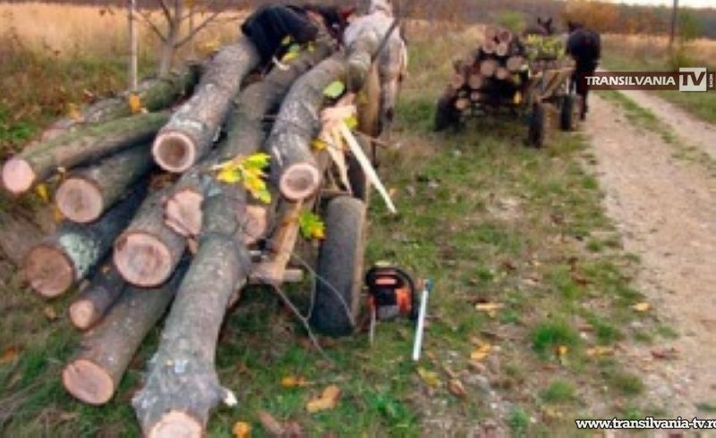 Prinși după ce au furat arbori dintr-o pădure din Urziceni
