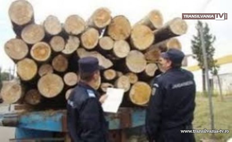 Bărbați amendați de jandarmi pentru furt de material lemnos