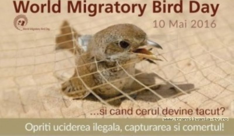 Expoziție cu ocazia Zilei Mondiale a Păsărilor Migratoare