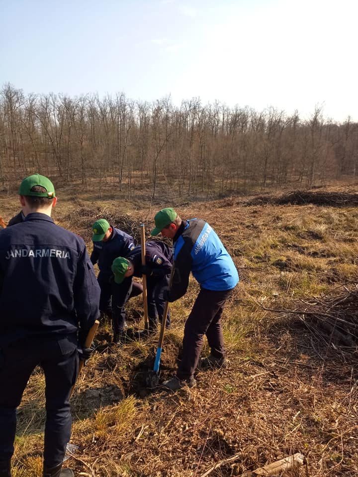 Jandarmii maramureșeni au plantat arbori în Șomcuta Mare