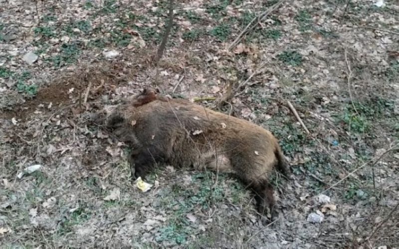 Au furat un mistreț rănit