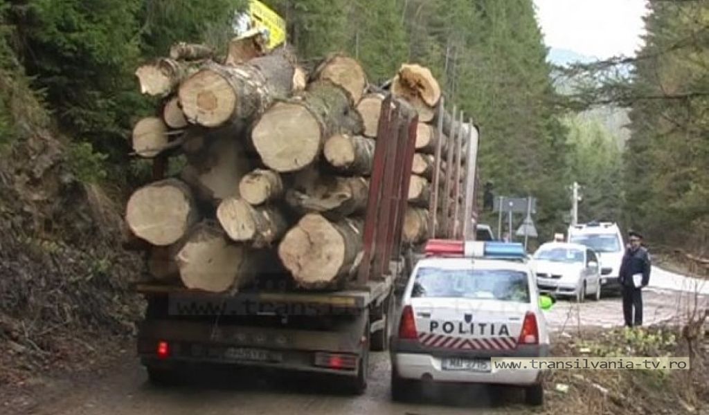 Tânăr din Vama, cercetat de poliţişti pentru tăiere ilegală şi furt de arbori