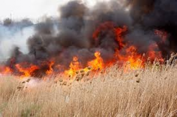 Peste 1.000 de butuci de viță de vie au ars într-un incendiu