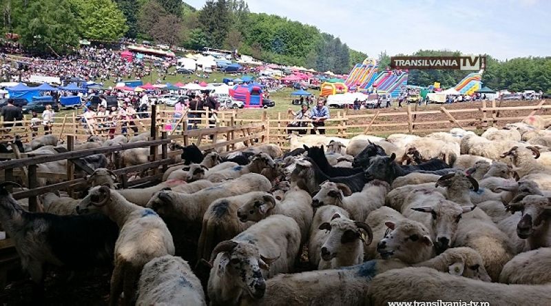 Sâmbra Oilor, ediția 61