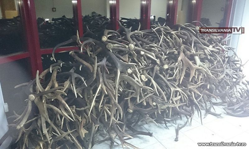 Ceh prins la graniţă cu sute de coarne de cerbi
