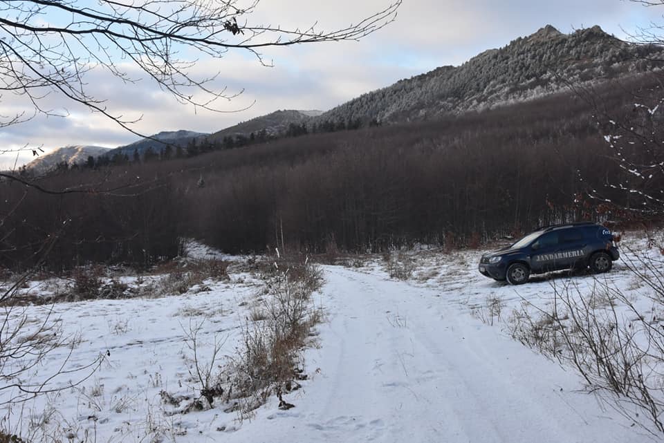 Bărbați din Șomcuta Mare amendați de jandarmi pentru tăiere ilegală de arbori