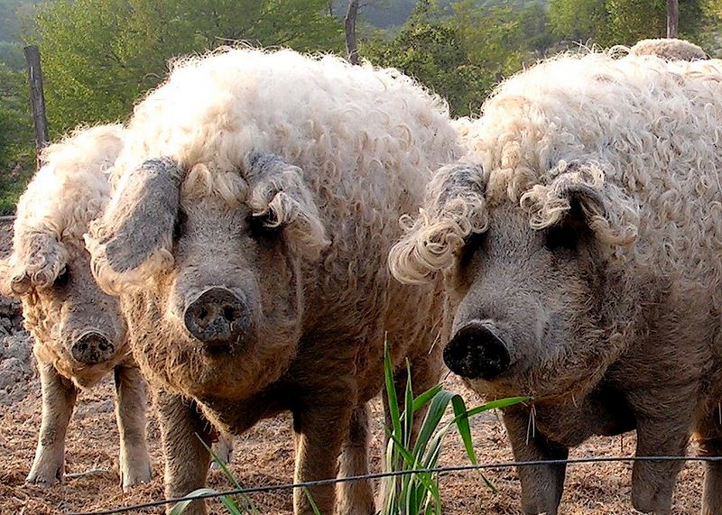 Deva: Program de sprijin pentru crescătorii de porci din rasele Bazna și Mangalița