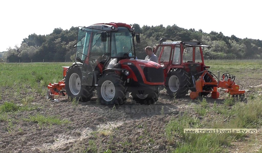 CIUPERCENI: Premieră în plantaţia de Goji (VIDEO-Galerie FOTO)