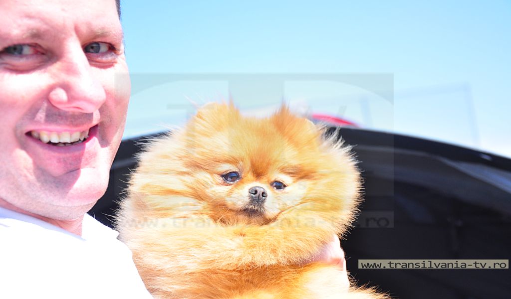 Satu Mare este pentru două zile “capitala canină” a României (Galerie Foto)