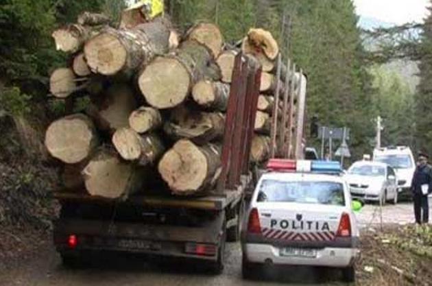 Politisti si padurari din mafia lemnului retinuti de DGA Alba! In Apuseni, la Horea!