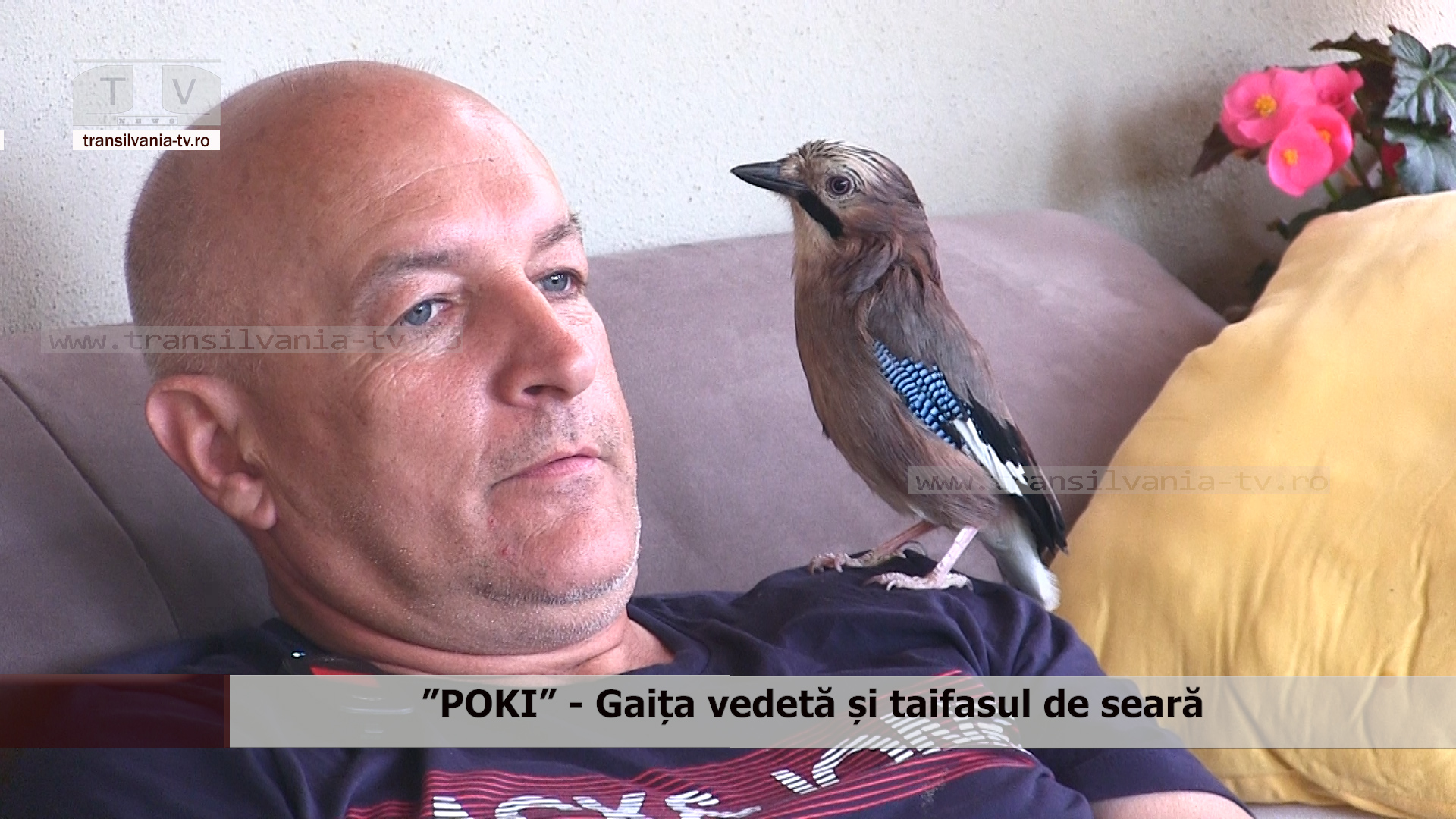 ”POKI” – Gaița vedetă și taifasul de seară (VIDEO)