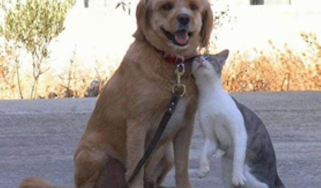 ”Nu închideți ochii atunci când vedeți animale chinuite!”