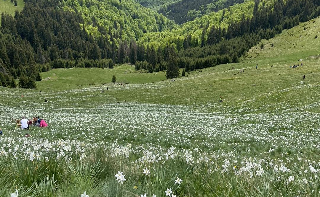 Poiana cu Narcise din Munţii Rodnei a înflorit