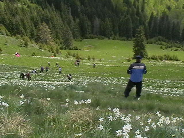 Jandarmii montani din Rodna, cu ochii pe turiştii care vizitează Poiana cu Narcise
