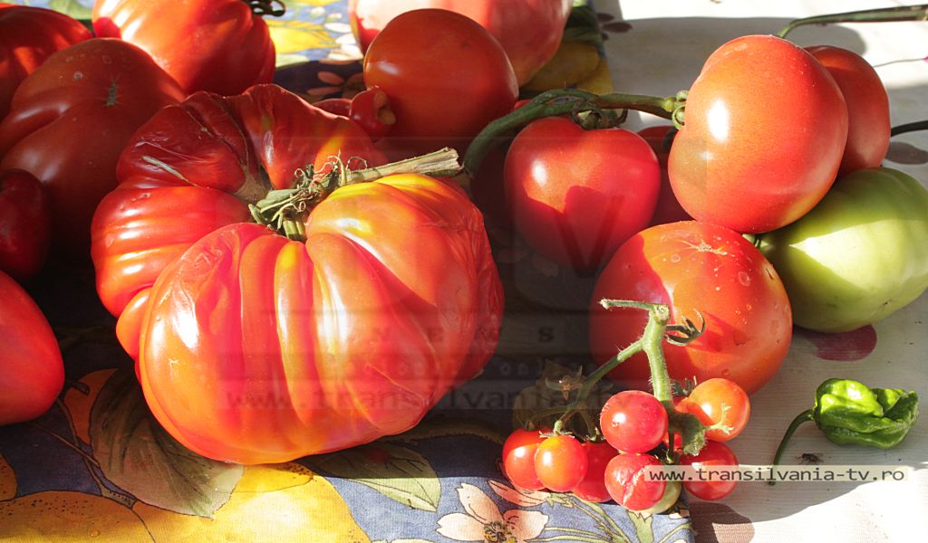 Roșiile gigant din Rus ating ușor kilogramul! (VIDEO-Galerie FOTO)