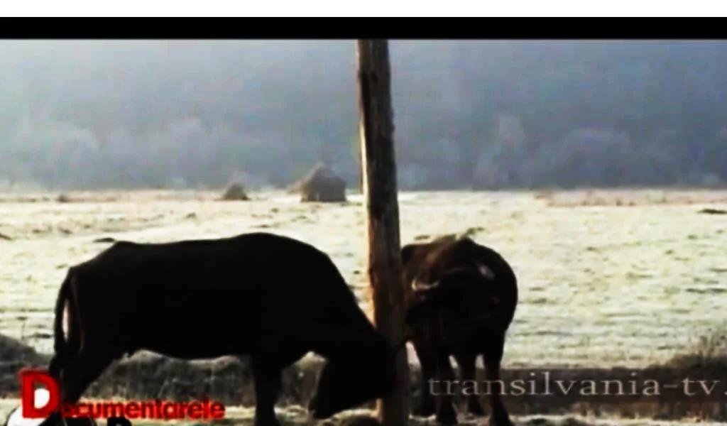 Ultimul regat al bivolilor (VIDEO)