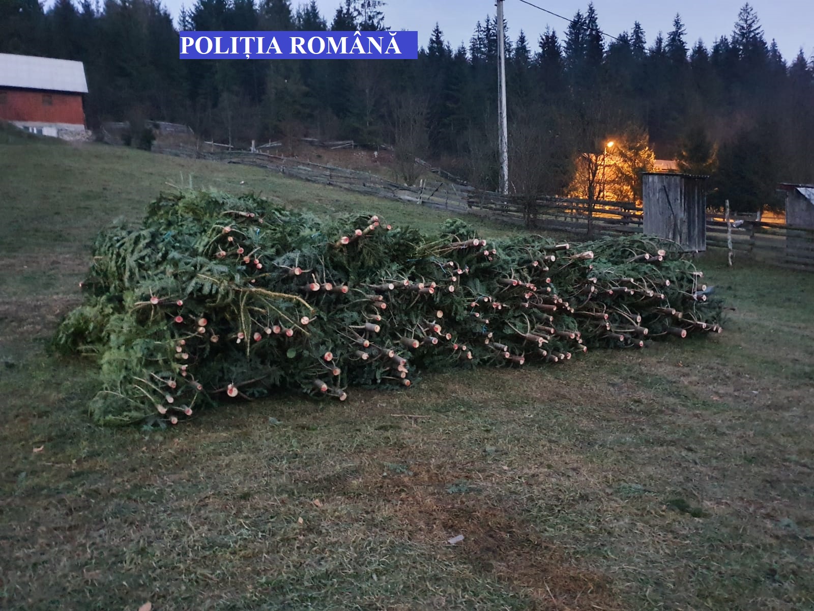 Percheziții la persoane bănuite că au tăiat ilegal pomi de Crăciun