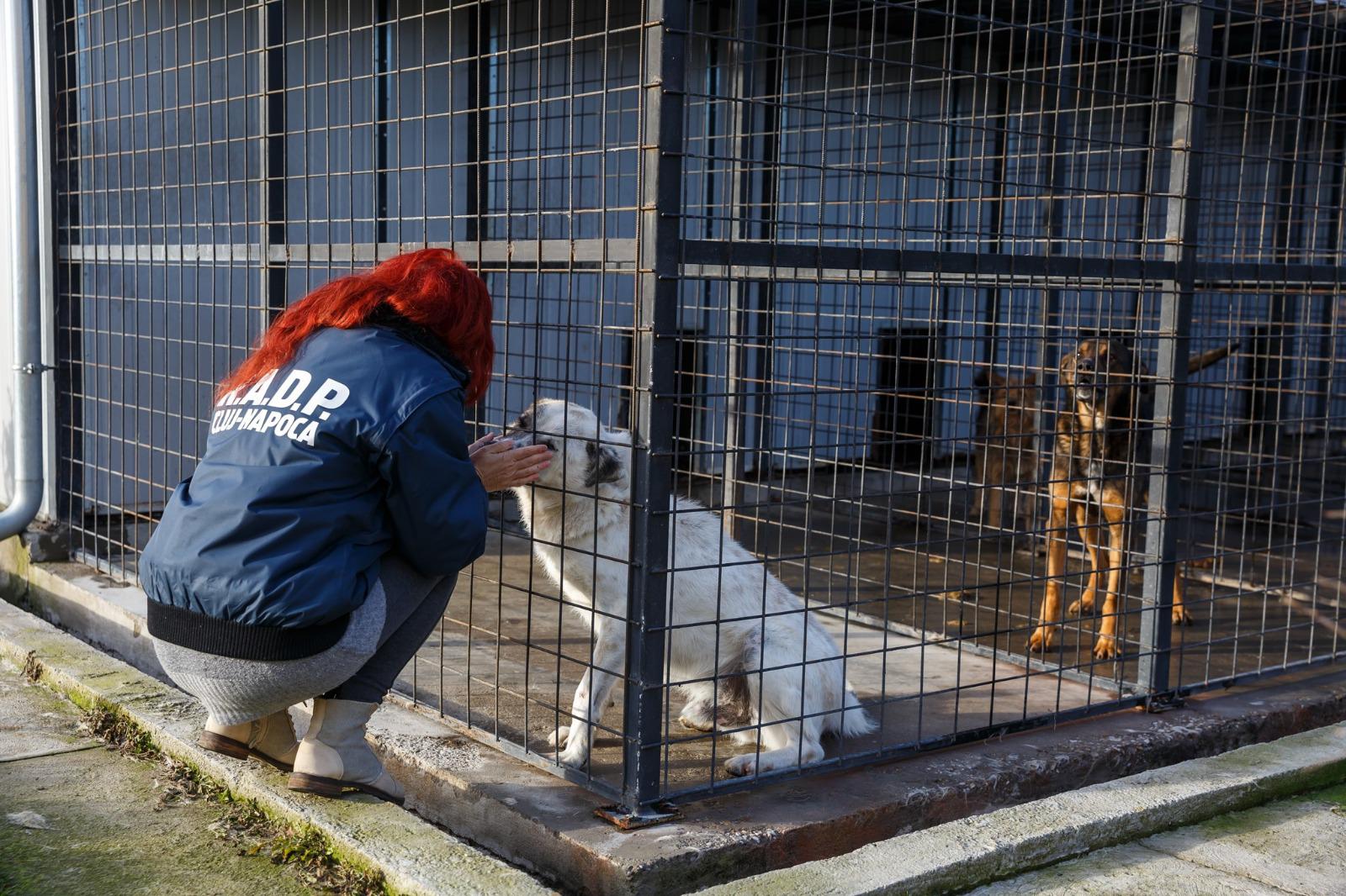 Știri de adopție a câinilor fără stăpân din Cluj-Napoca