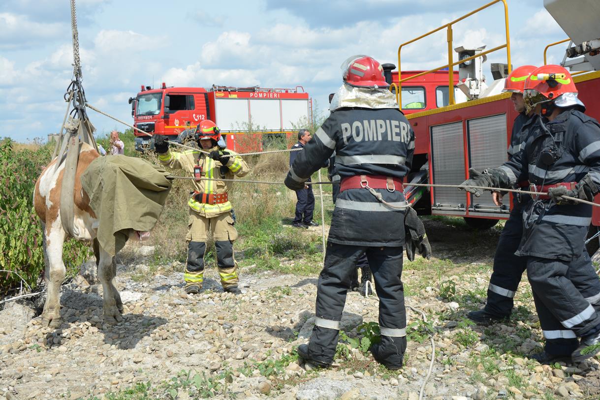 Animale salvate de pompierii orădeni