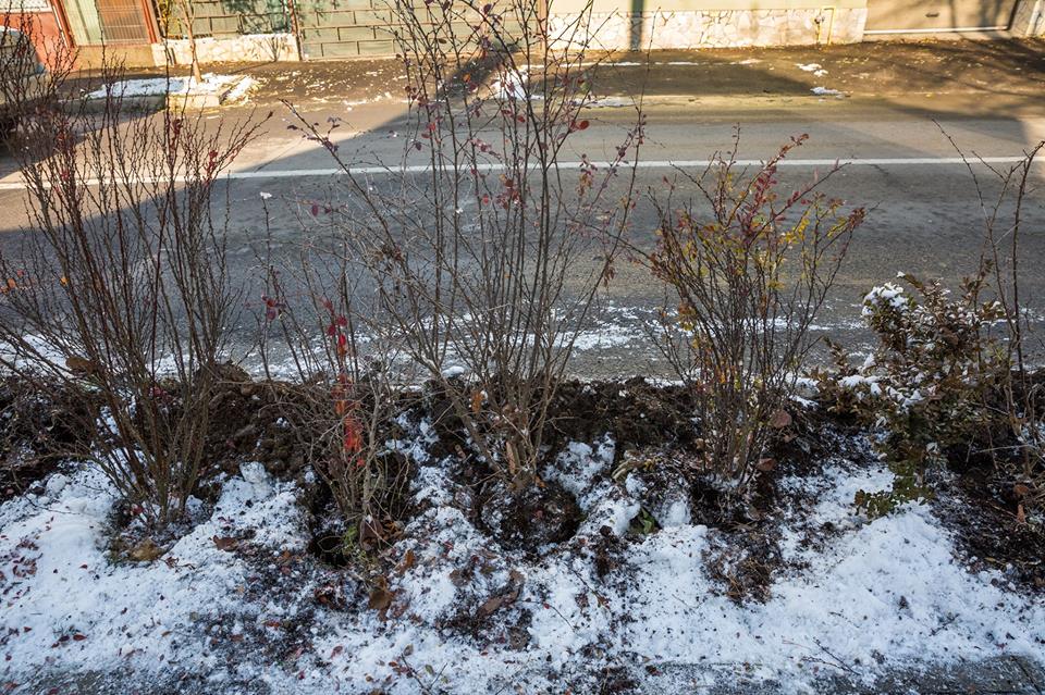 Noi arbori cu balot plantați în sesiunea de toamnă la Cluj-Napoca