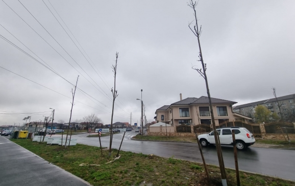 200 de arbori plantați în Oradea, în urma unui parteneriat