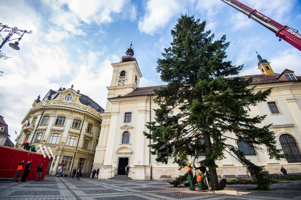 Sibiu: Bradul de Crăciun a sosit în Piaţa Mare