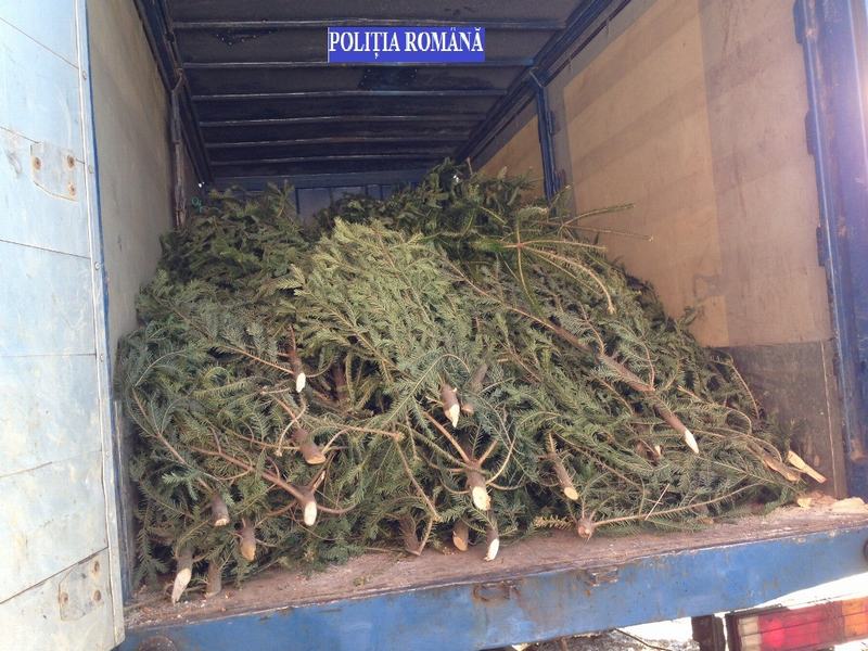 Transport ilegal de brazi, oprit de jandarmii bistrițeni