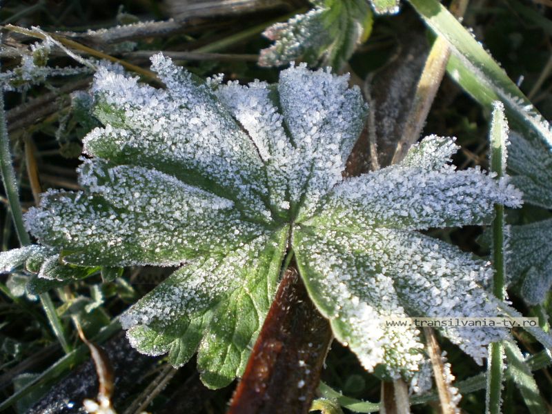 Minimă record a zilei de 11 mai, de minus 5,1 grade Celsius, la Miercurea Ciuc