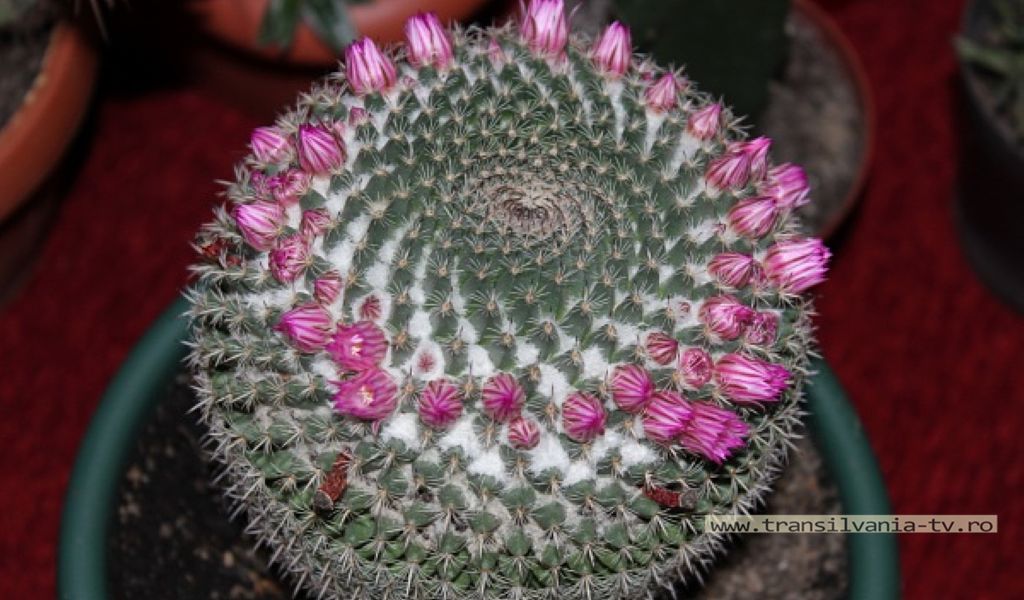 Cactuşii, vedetele Muzeului Judeţean