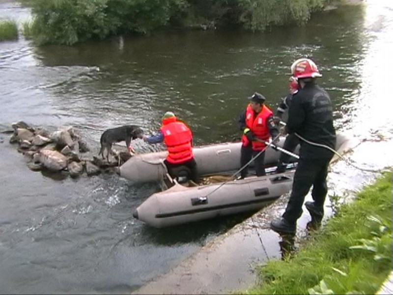Câine salvat de la înec de pompierii din Oradea