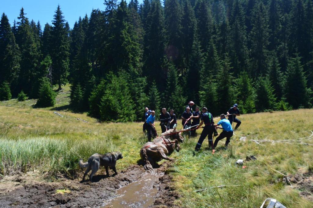 Intervenție comună pentru salvarea unui cal, în apropierea Centrului de vizitare Padiș