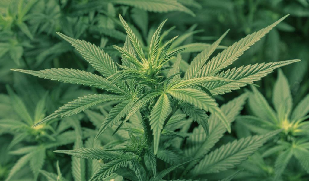Şapte tineri din Harghita cercetați pentru trafic și consum de droguri
