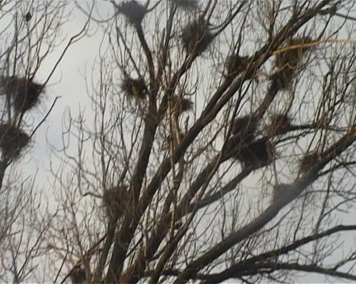 Domnule primar, scapati-ne de ciorile din Parcul Arini Sebes!
