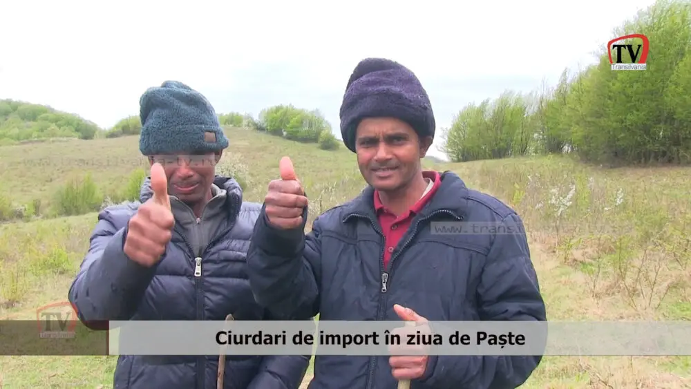 (VIDEO) Ciurdarii de import