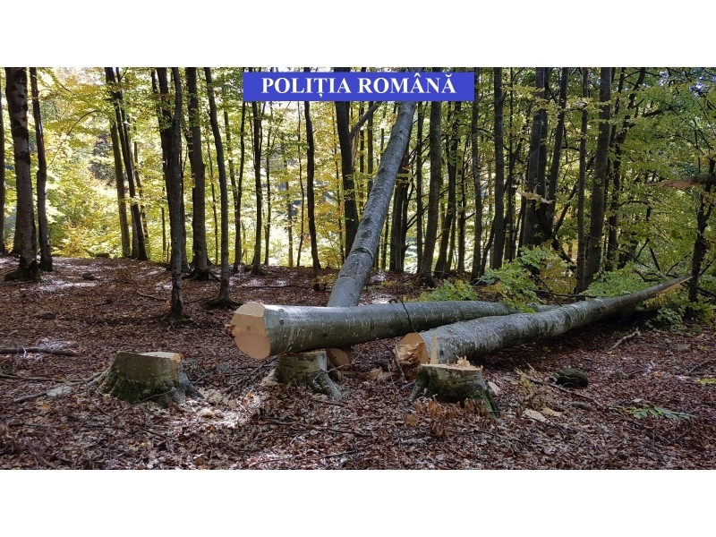 Bărbat din localitate Șanț, cercetat pentru săvârșirea infracțiunii de tăiere fără drept de arbori