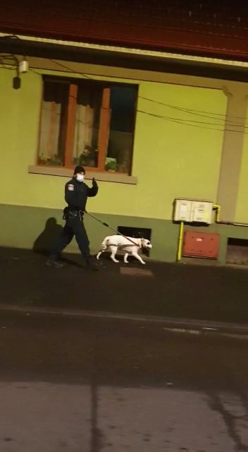 Câine rătăcit, recuperat de jandarmii sătmăreni