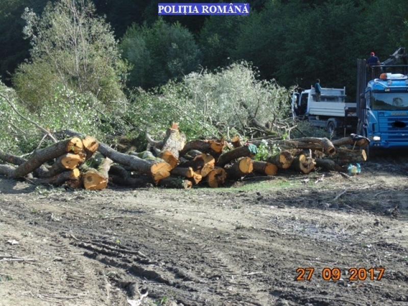 Combaterea tăierilor ilegale de arbori, în atenţia poliţiştilor sălăjeni