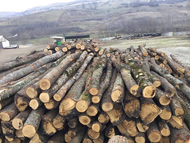 Confiscări de peste 17.000 de lei şi o amendă de 30.000 de lei pentru ilegalități silvice la o firmă din Vărșag