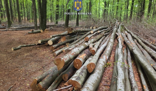 Aproape 85 de metri cubi de material lemnos, fără proveniență legală, în valoare de peste 14.600 de lei, confiscați de polițiștii sălăjeni