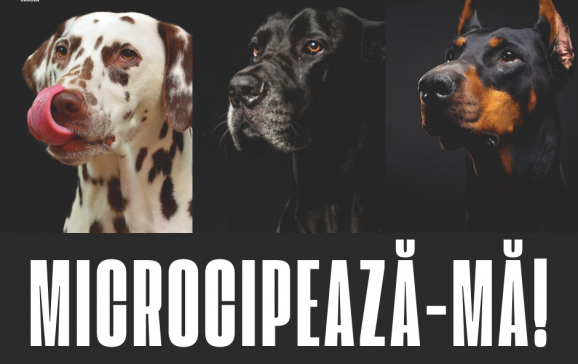 Campania de microcipare gratuită a câinilor cu stăpân din Oradea continuă și în 2024