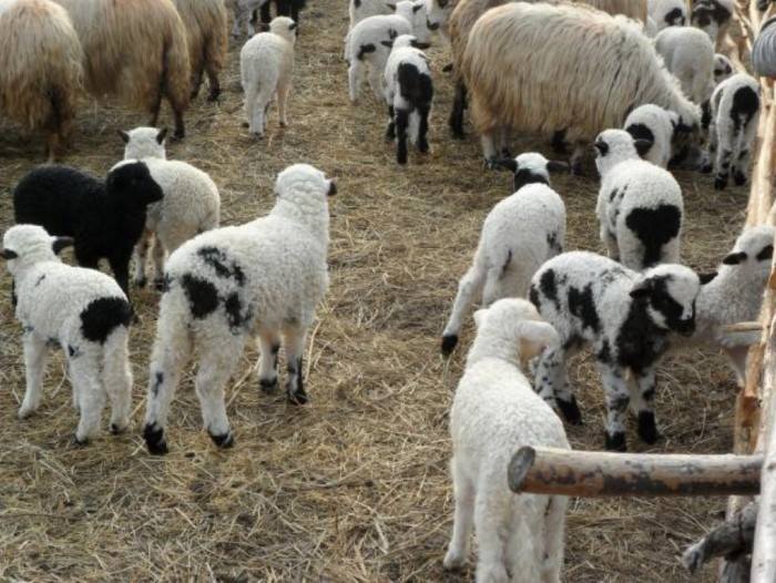 Punct autorizat pentru comercializarea și sacrificarea mieilor amenajat în Câmpia Turzii