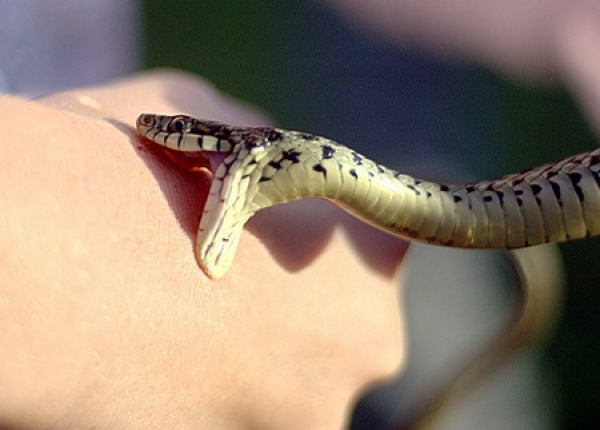 Femeie muscata de sarpe la Garda, in Muntii Apuseni