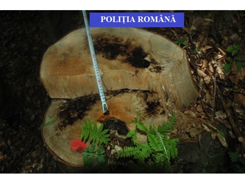 Pădurar din Beclean, reținut de polițiști