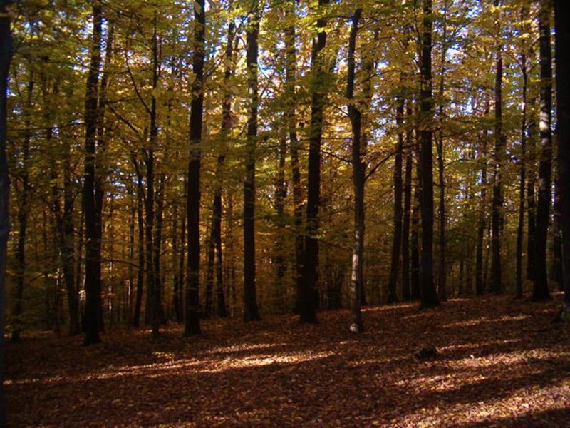 Vine frigul, se înmulțesc delictele silvice în Bistrița-Năsăud