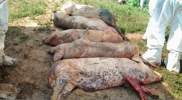 Focare de Pestă Porcină Africană în județe vecine cu Alba. Recomandări pentru populație