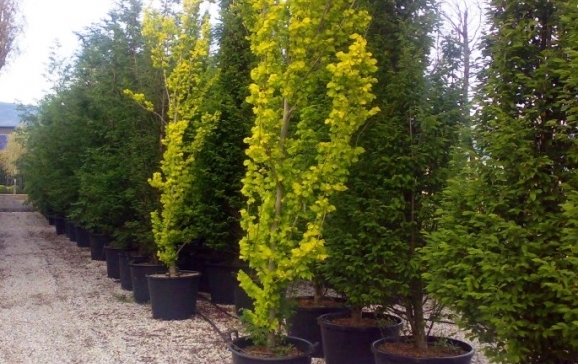 Campanie de achiziție și plantat arbori inițiată de Primăria municipiului Oradea