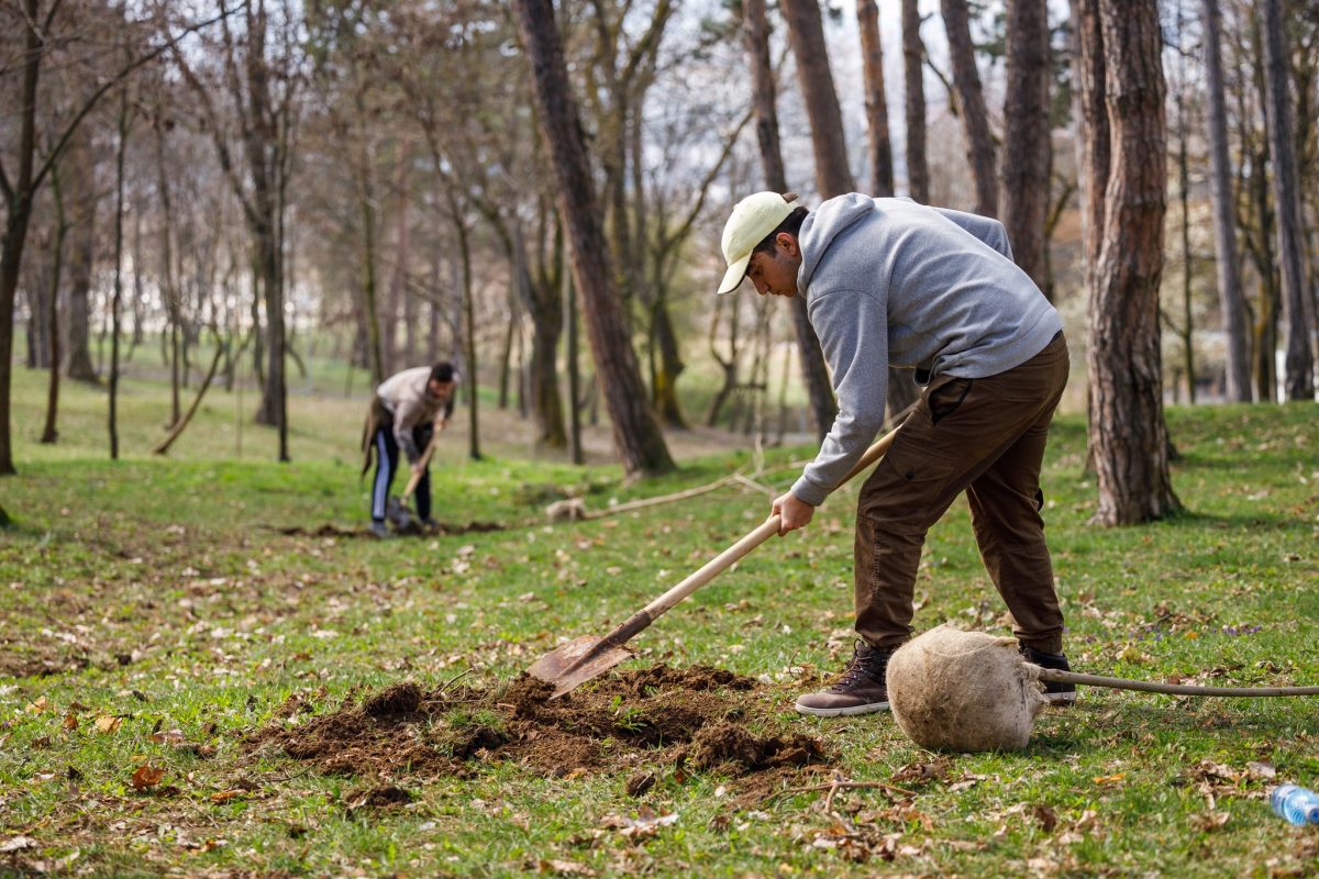 100 de arbori din diverse specii au fost plantați în Parcul „Iuliu Prodan” din Cluj-Napoca