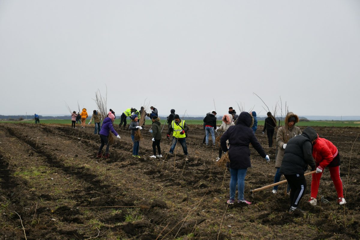 Peste 200 de voluntari au plantat puieți de salcâm în Tiream