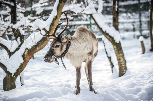 Încă doi reni au ajuns la Grădina Zoologică Sibiu