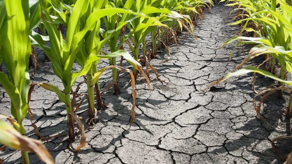 Despăgubiri pentru agricultorii din Bihor afectați de seceta pedologică